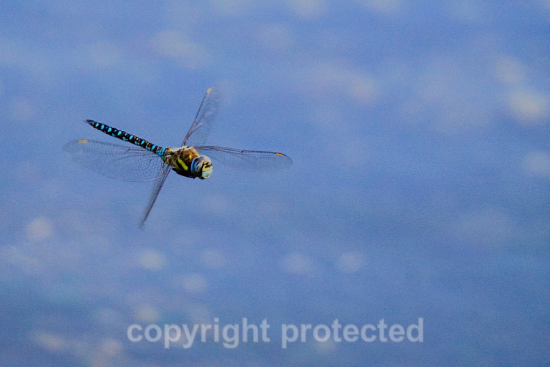Migrant Hawker (Dragonfly) - Cambridgeshire - Cambridgeshire - Invertebrates