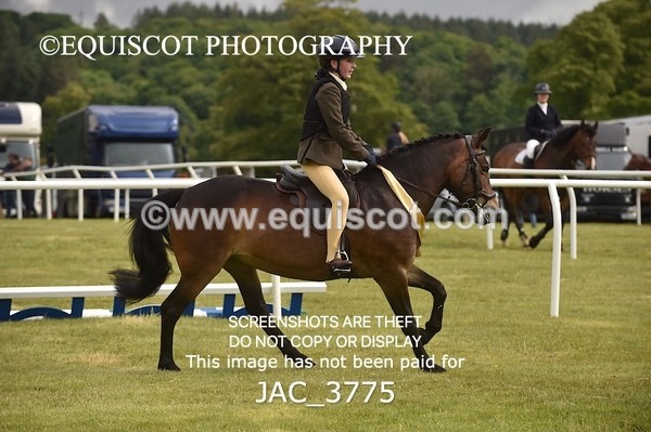 JAC_3775 - 75CM WORKING HUNTER