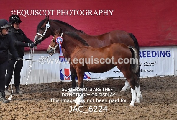 JAC_6224 - 17 Avonmore Little Maeda