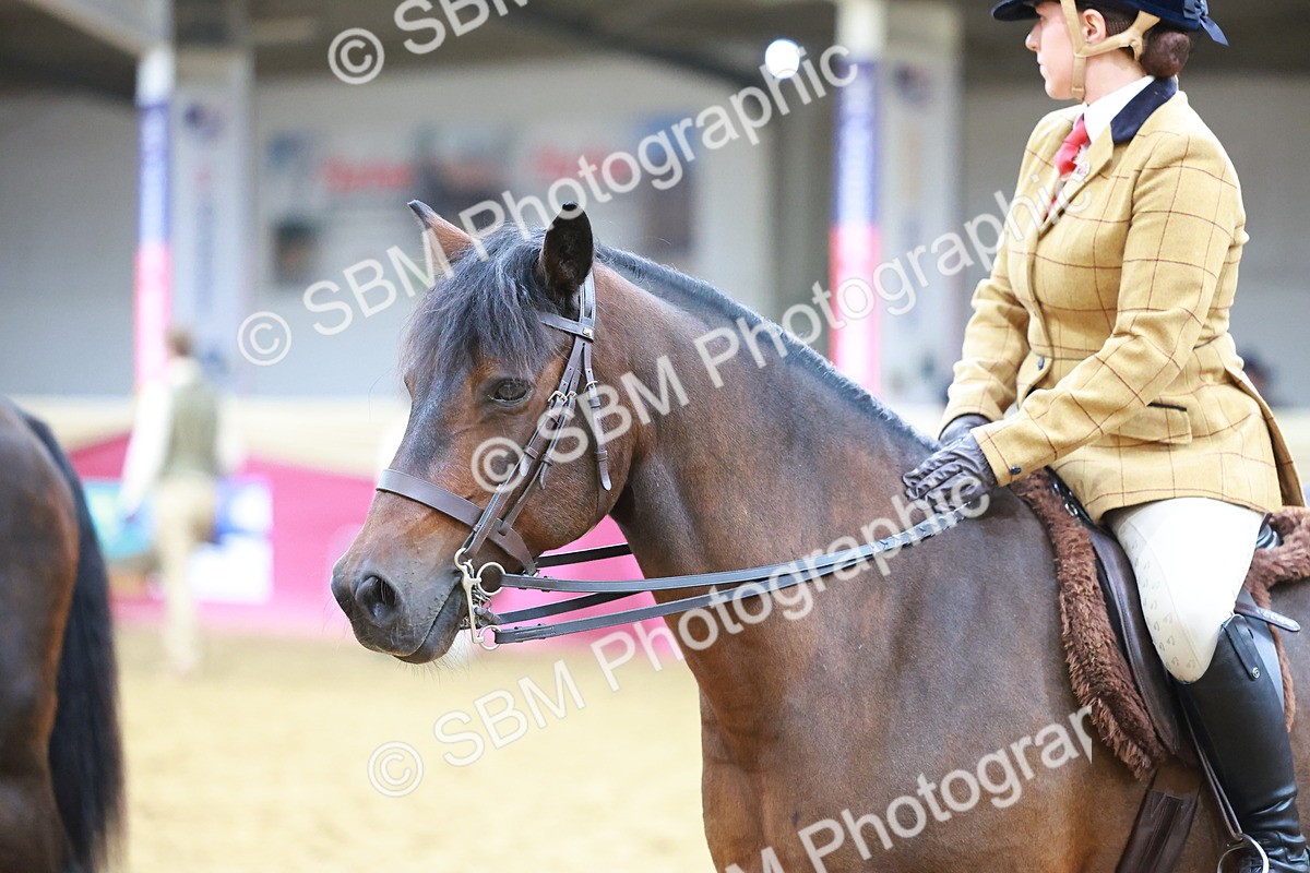SBM_09820 - Class 102 - HOYS Veteran Qualifier - Ridden Veteran