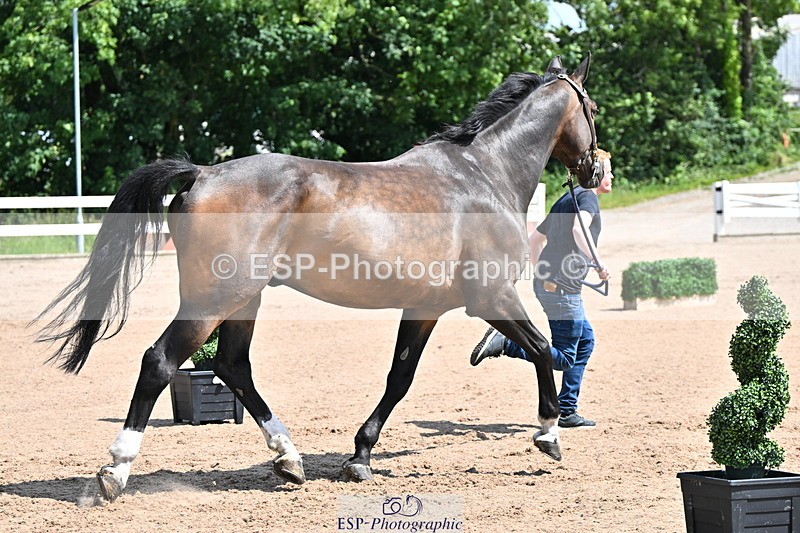 240718A-105239-00980 - Trot Up 11am to 12pm