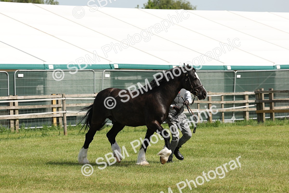 SBM_02301 - Class 6-13 - Mountatin and Moorland In Hand Welsh Breeds