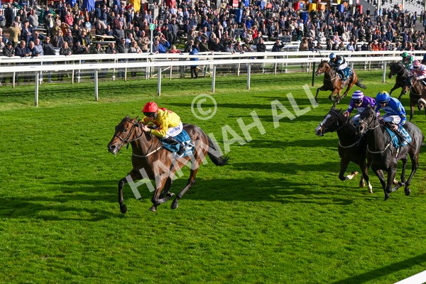 111024-Race 5-Vince LAmour-2009 - Race 5 3.45pm Copper Knight - Winning Most Horse At York Handicap