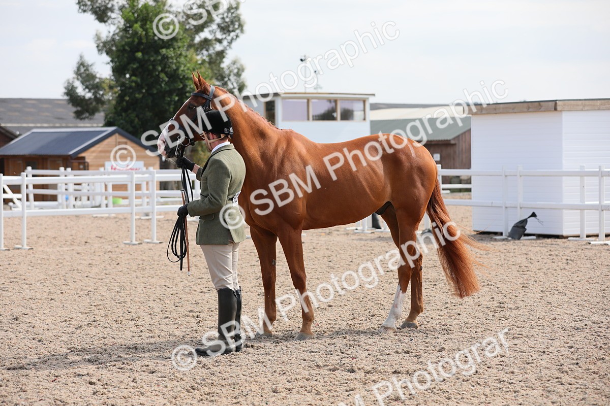 SBM_15803 - Class 312 IH Competition Horse/Pony