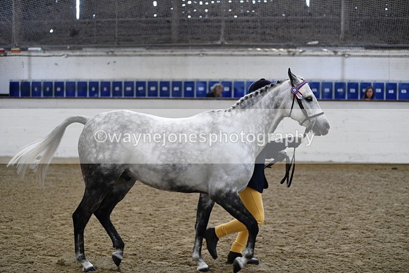 WJ5_4485 - Class 3 Part Bred In hand