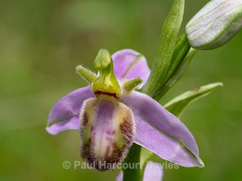 Bee Orchid Variation (Ophrys apifera var tilaventina). - Wild Orchids 2021