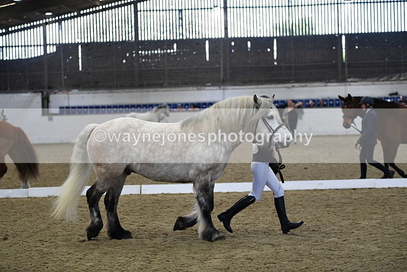 WJ5_4340 - Class 6 In hand M&M - Large Breeds
