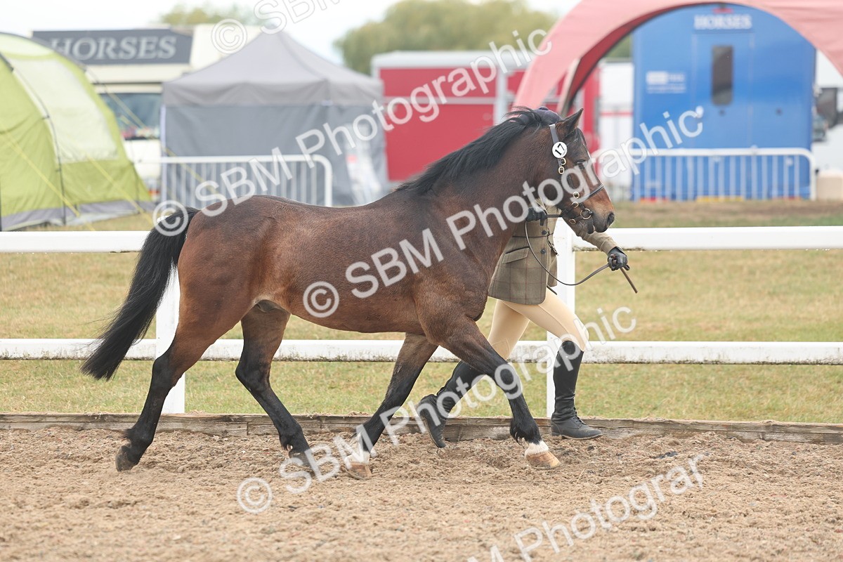 SBM_08507 - Class 29 - IH Veteran Pony