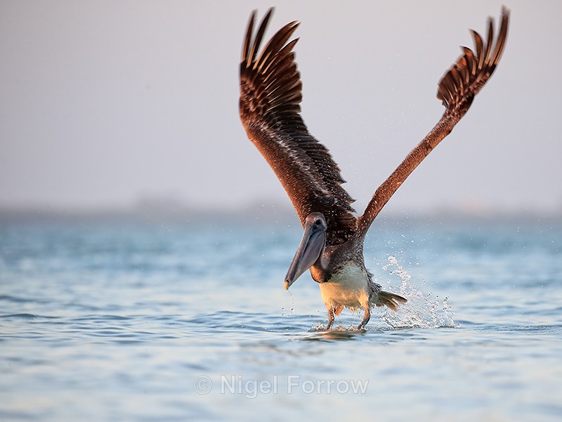 Brown Pelican flaps wings, Sanibel Island, Florida - Brown Pelican