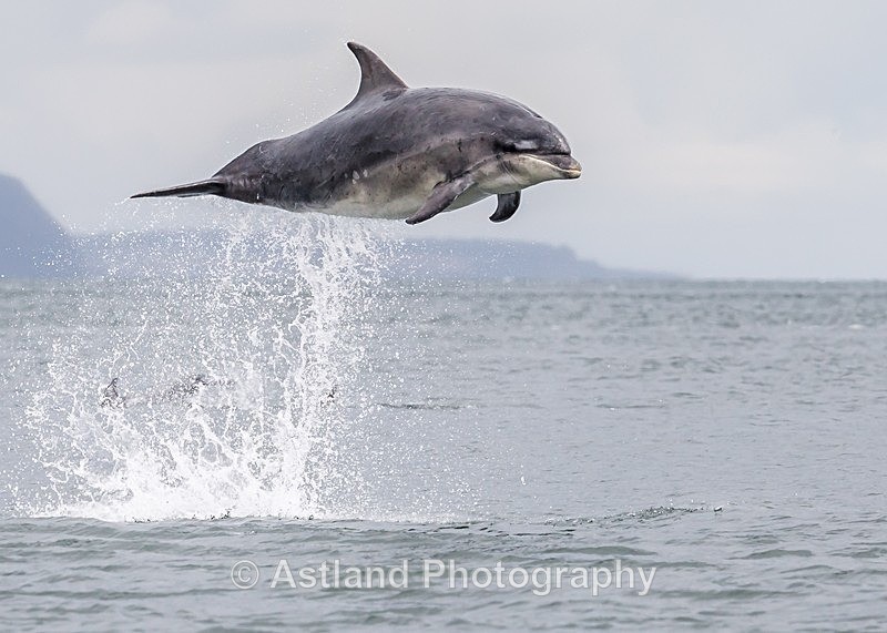 Astland Photography, Bird and Wildlife Images, Susan and Peter Wilson, U.K.