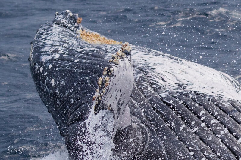 Count the Barnacles. 0A3A9231 - Humpback Whales