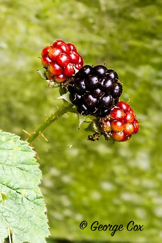 A Taste of Autumn