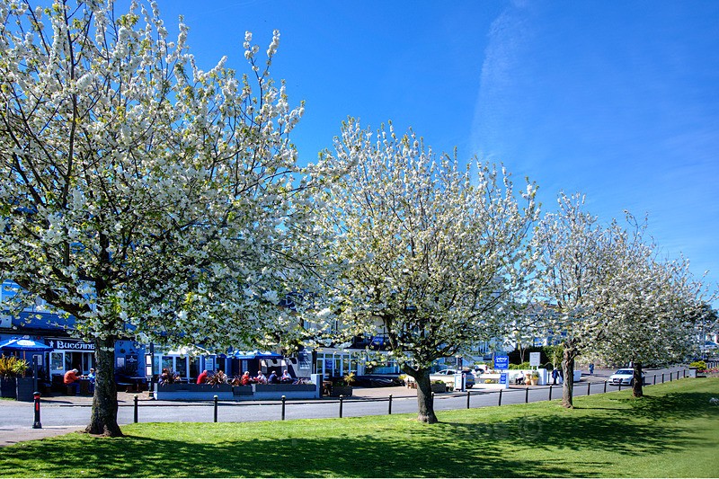 Spring blossom Babbacombe - Torquay See separate galleries for Cockington, Meadfoot and Anstey's Cove