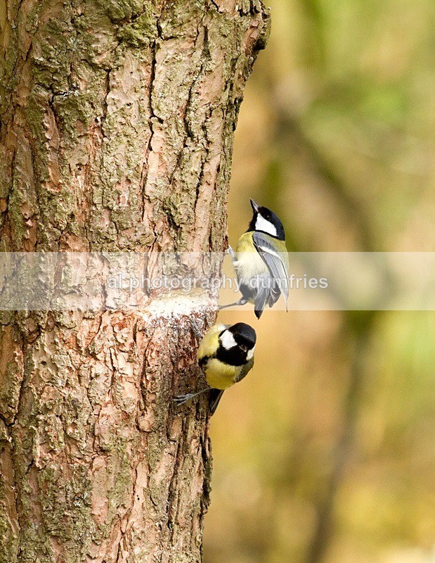  - Eskrigg Nature Reserve Lockerbie