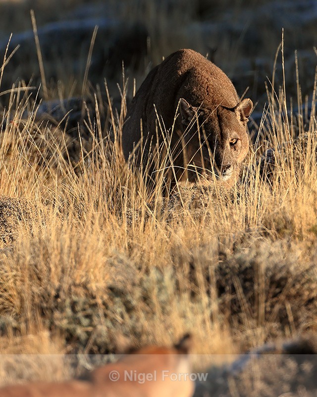 Puma Dark approaches Puma Rupestre next to carcass, Torres del Paine - Puma