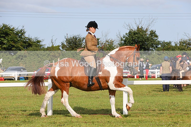1X9A3122 - Class 27:  Ridden Native/Trad Coloured Horse