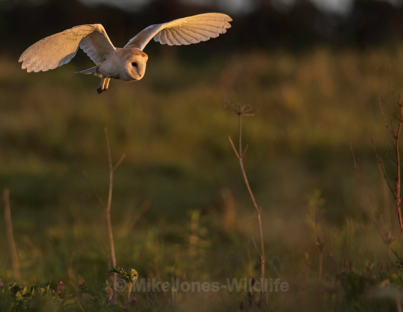 BARN OWL 10 - BARN OWLS