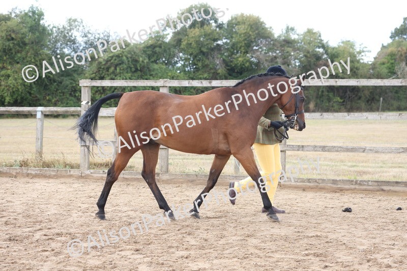 20260831-2357 - Class 9 - Show Pony and Show Hunter