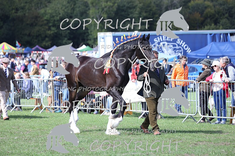 APP_3141 - Class 3 Youngstock