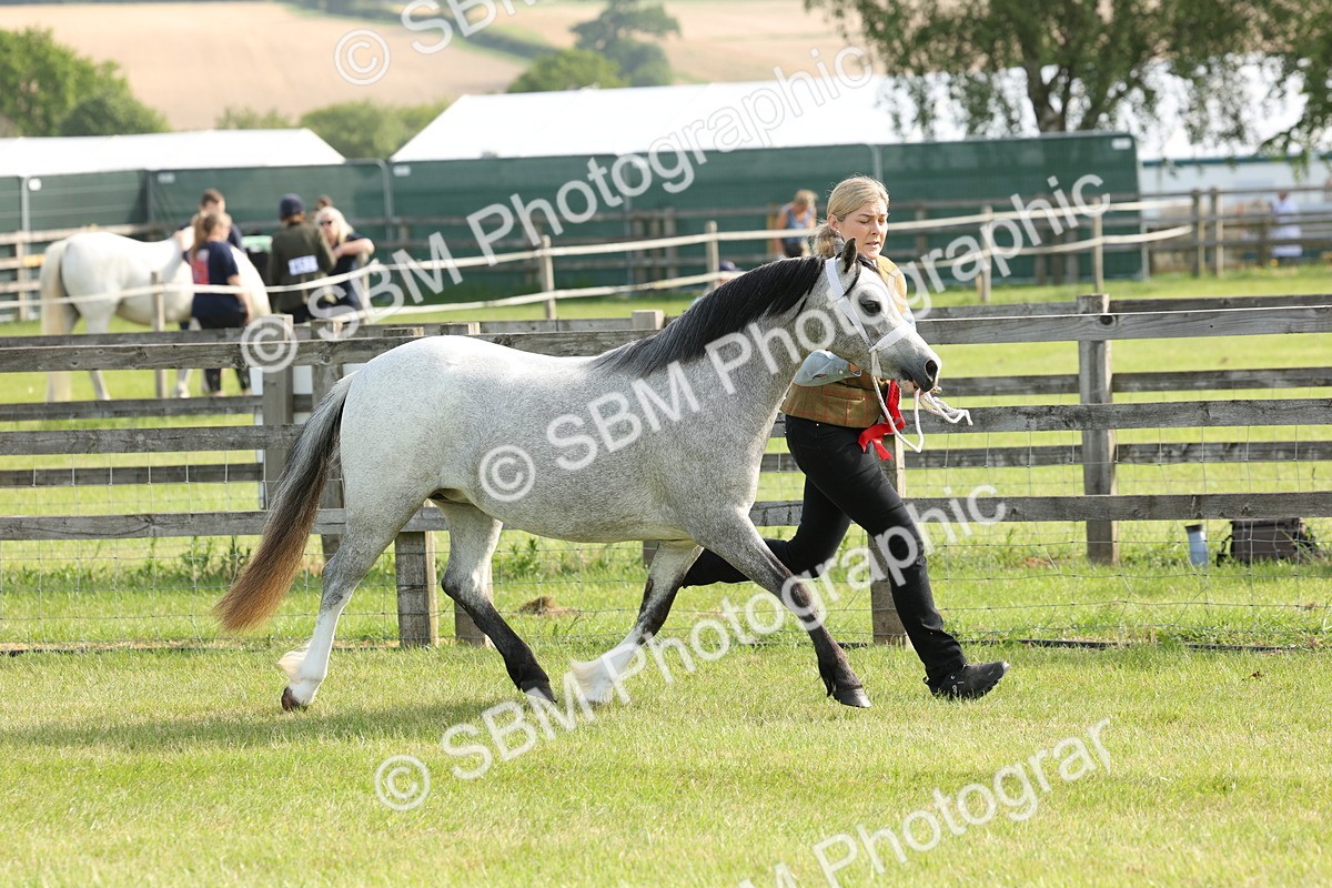 SBM_00621 - Class 6-13 - Mountatin and Moorland In Hand Welsh Breeds