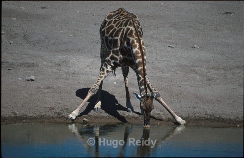  - Animals in the Wild