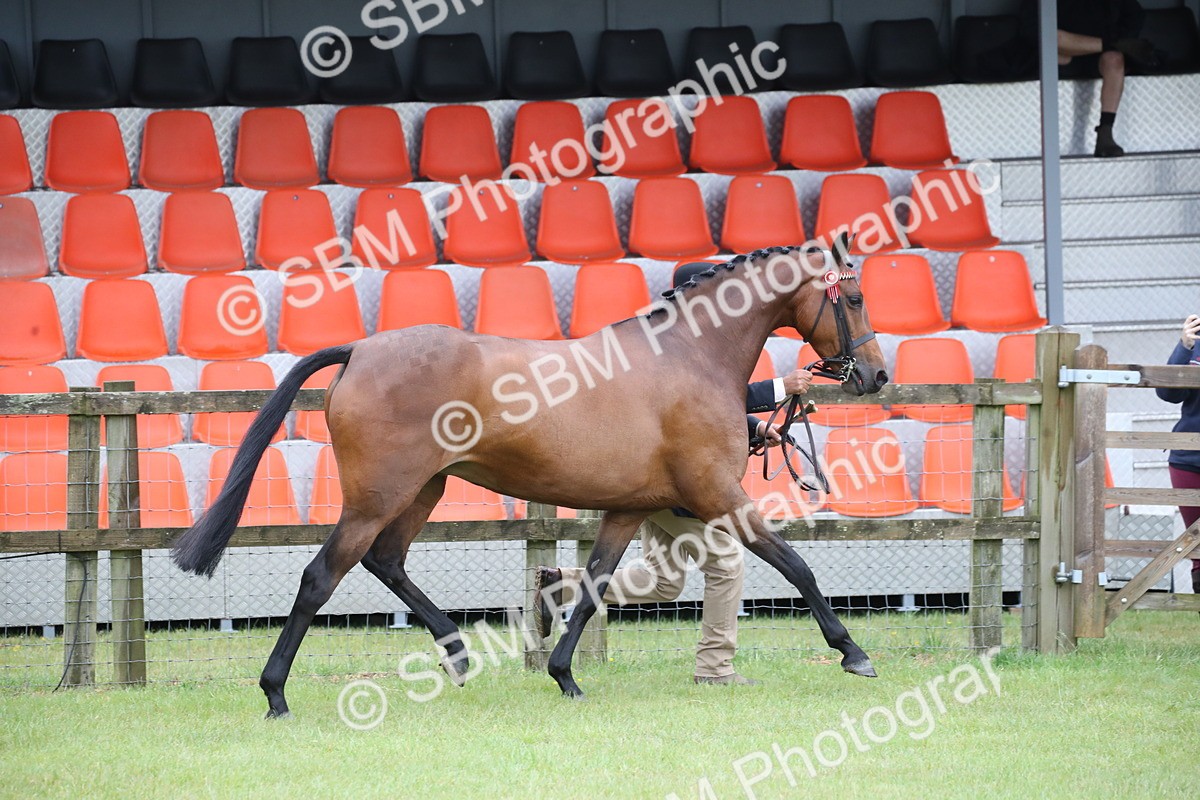 SBM_00135 - Class 17-20 - Arab & Part Bred - Anglo Arab In Hand