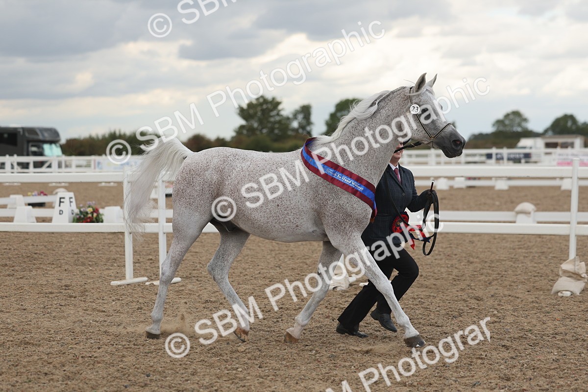 SBM_06940 - Class 25 - IH Foreign Breeds - Purebred