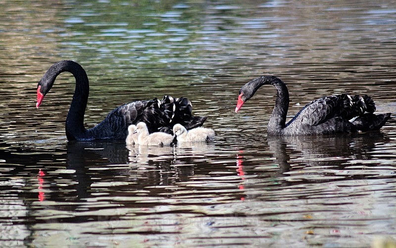 Black Swan family at Dawlish with four day old cygnets - Dawlish and Black Swans
