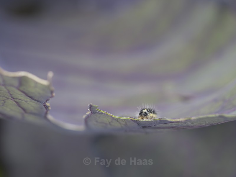  - Nature's Wonders