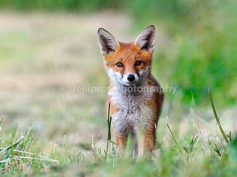 - Wildlife and Nature