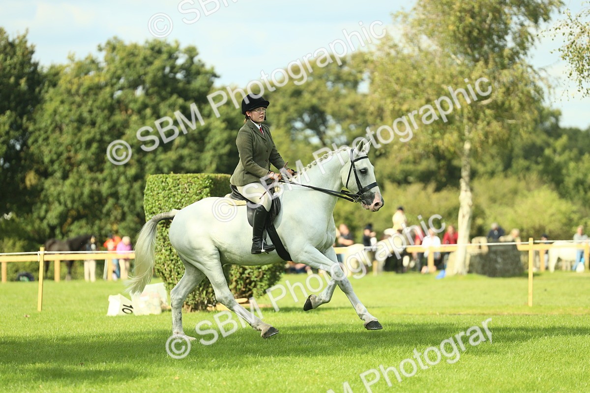 SBM_47929 - S32 - Novice & Newcomers Working Hunter