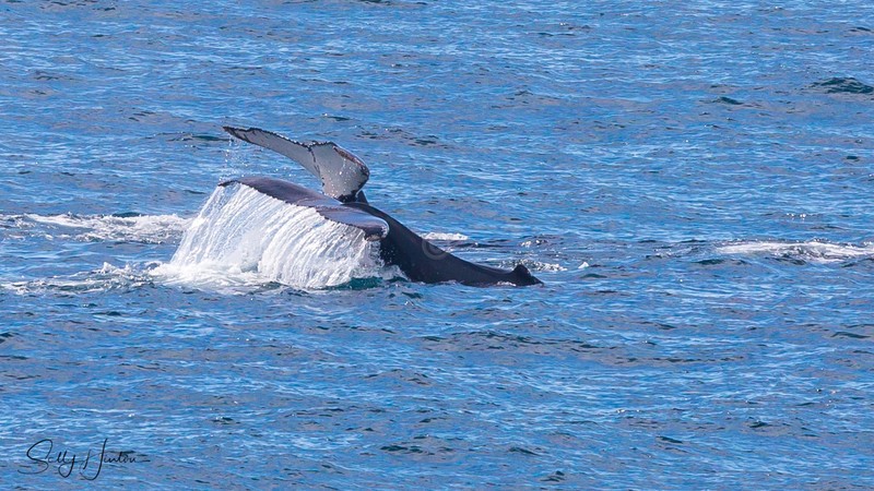 Whale Tailslap 2