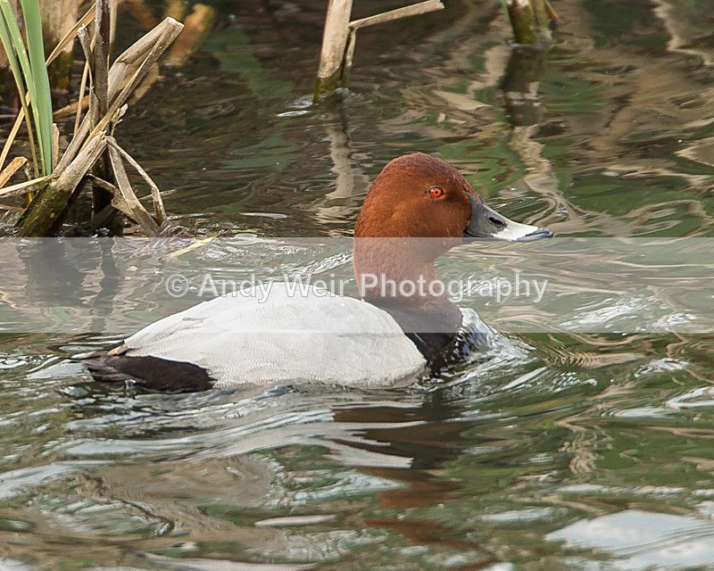 20140427-3K8A0664 - Pochard