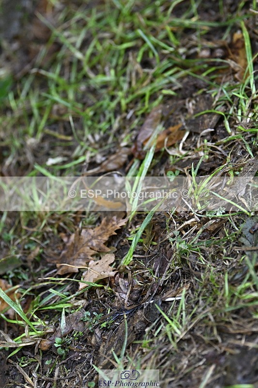 250831A-133808-10543 - Cls 37 Snr 1.35m Grand Prix