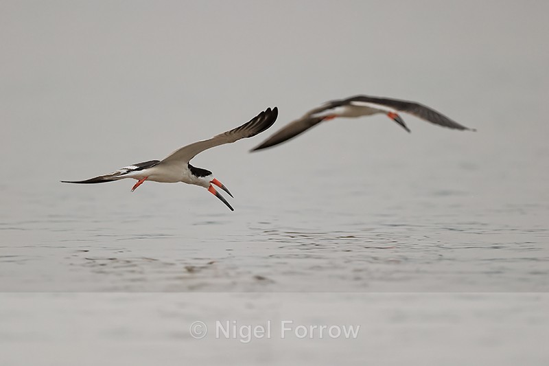 Two Black Skimmers in flight, Rio Sao Lourenco, Brazil - Black Skimmer