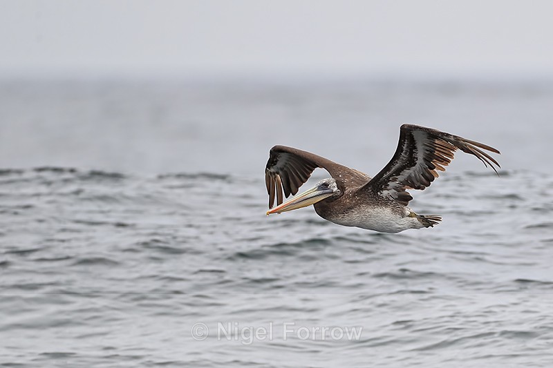 Peruvian Pelican flying near Chanaral Island, Chile - Peruvian Pelican