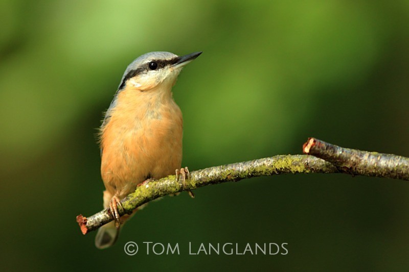 Nuthatch - All Other Birds