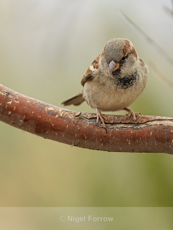 House Sparrow (male, non-breeding plumage), Bosque del Apache - House Sparrow