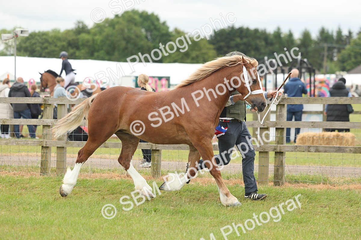 SBM_05071 - Class 50-57 - M&M Welsh Pony In Hand
