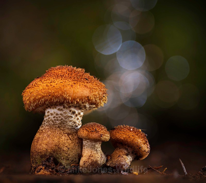 Fungi, Delamere forest - AUTUMN 2025 FUNGI/MUSHROOMS