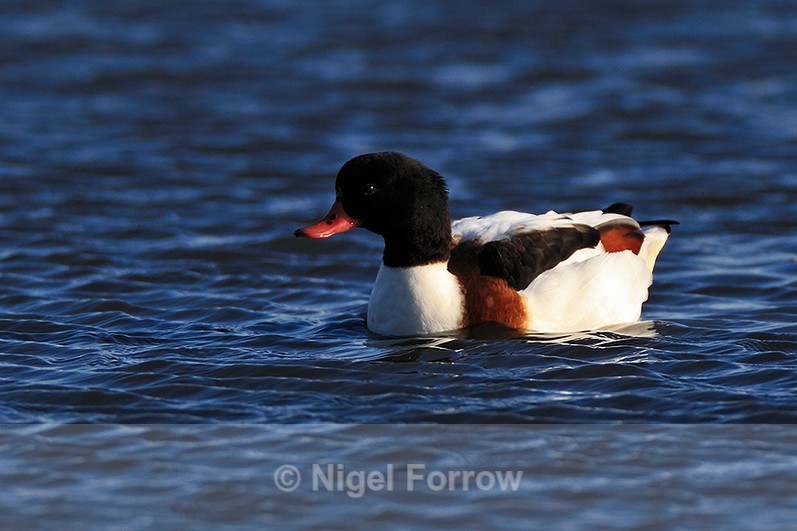 Shelduck swimming on Brownsea Lagoon - Shelduck