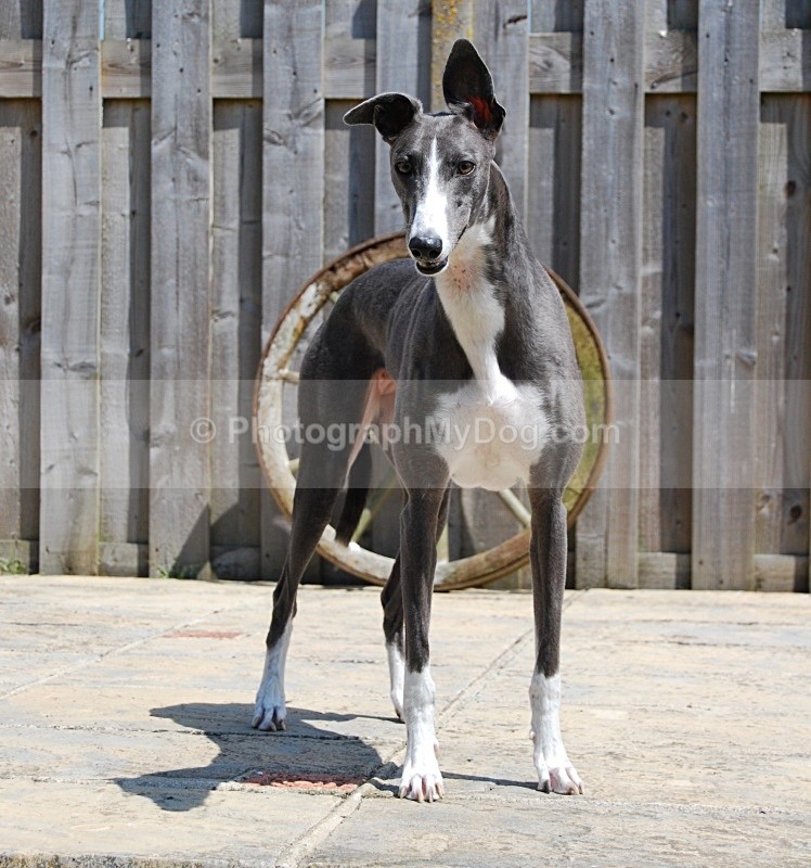  - Greyhounds