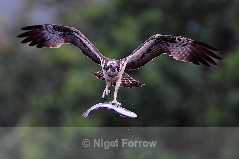 Osprey in flight carrying a fish at Rothiemurchus - Osprey