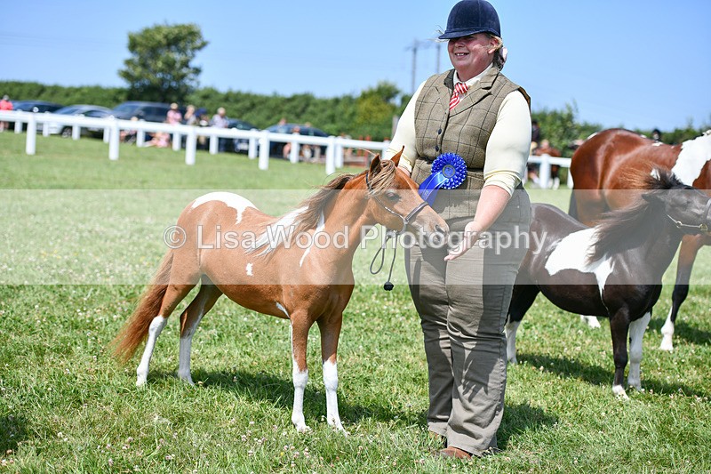 DSC_7428 - Class 62: Coloured Pony Youngstock