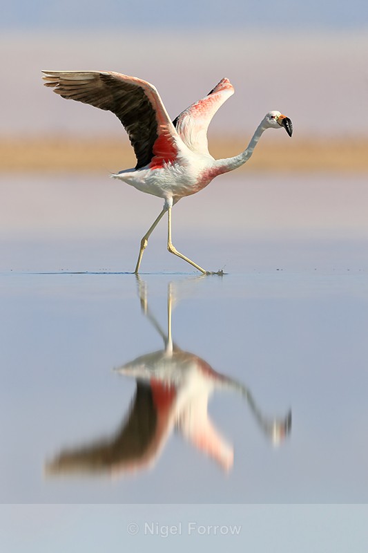 Andean Flamingo starts take off run, Laguna Chaxas, Chile - Andean Flamingo