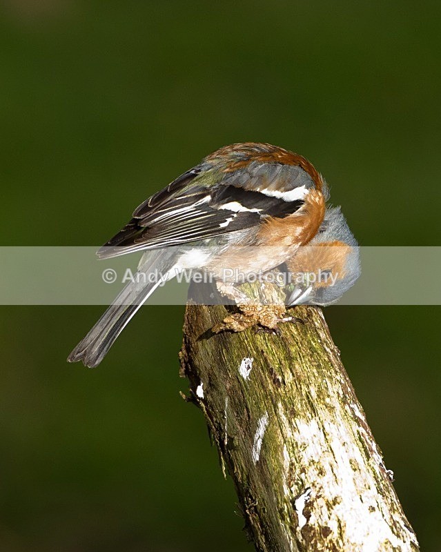 20110615-IMG_5915 - Chaffinch