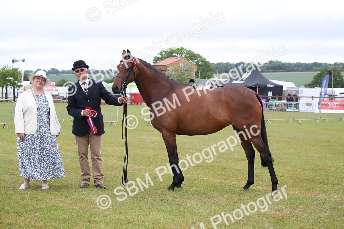 SBM_00227 - Class 17-20 - Arab & Part Bred - Anglo Arab In Hand