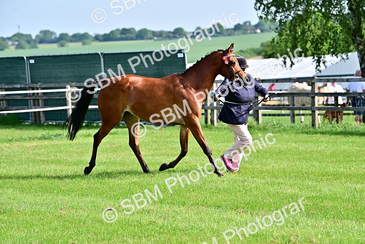 SBM_00979 - Class 46-49 - Arab and Part Bed-Anglo Arab In Hand
