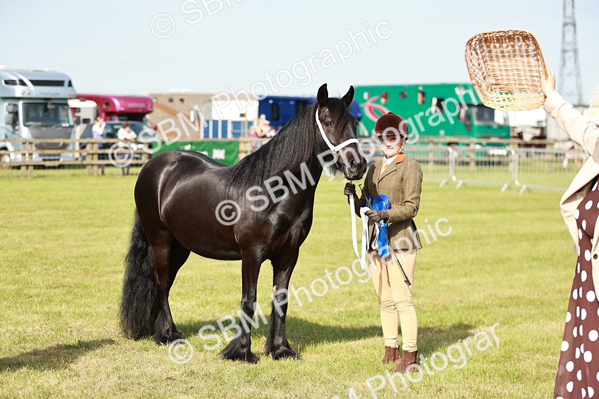 SBM_00919 - Class 14-23 - Mountain & Moorland In Hand Non Welsh