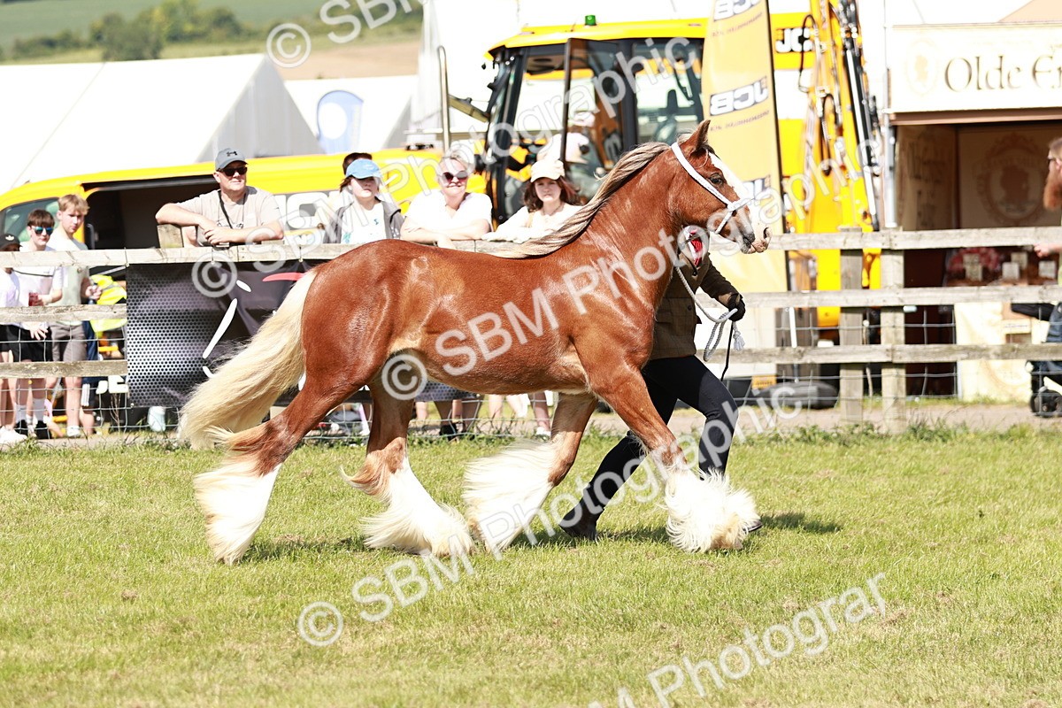 SBM_08557 - Class 63-65 - Traditional Gypsy Cobs In Hand & Ridden